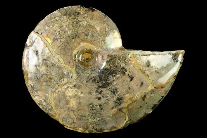 Iridescent Fossil Ammonite (Sphenodiscus) - South Dakota #146336